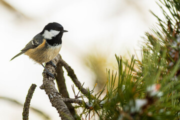 A coal tit (Periparus ater) on a pine during the winter, with snow.