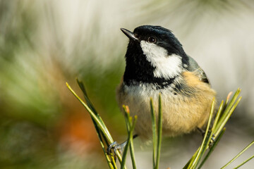 A coal tit (Periparus ater) on a pine during the winter, with snow.