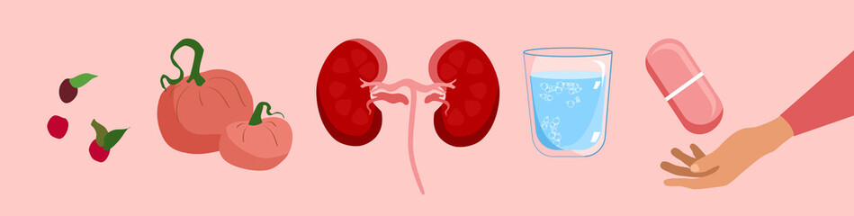 Kidney health diet horizontal banner.Nephrology.Pyelonephritis and renal failure disease.Human organ,food and glass of water with pill.Stones,chronic illness.Problem with filtration,dialysis.Vector