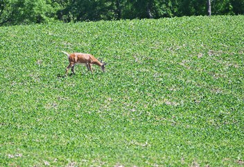 Obraz na płótnie Canvas Deer in the Field