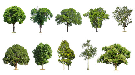 Fototapeta premium .Trees collection isolated on white background.