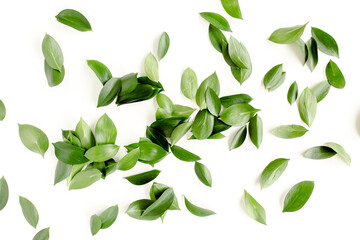 Pattern, texture with green leaves isolated on white background. flat lay, top view