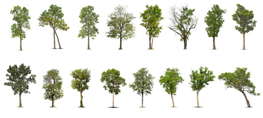 .Trees collection isolated on white background.