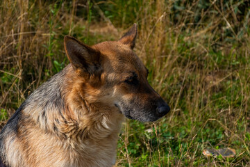 german shepherd dog