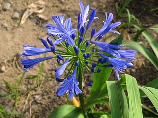 Blue iris flower in spring, on the dirt.