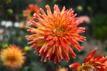 close up blossom dahlia flower blooming in the garden in the spring