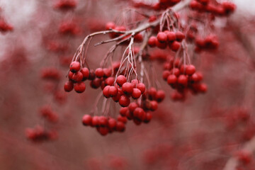 A branch of ripe red beautiful berries.
