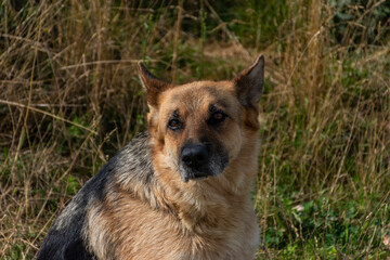 german shepherd dog