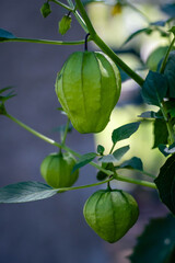 green tomato in shirt or shell Physalis philadelphica cordoba argentina