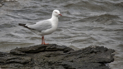 Obraz premium Seagull Standing on a Log in a Lake