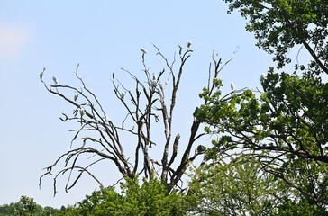 Herons in Tree