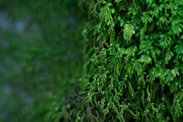 green grass background 2