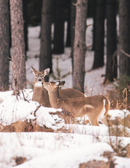 Deer Whitetail deer northern Minnesota 