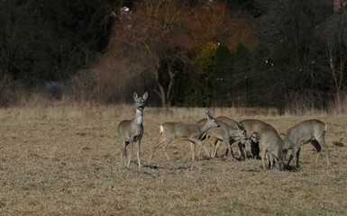 deer in the wild, Poland