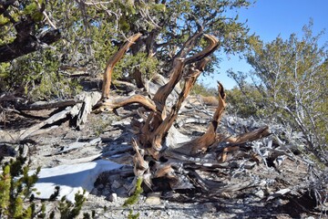 Bristle Pine Forest in White Mountains, California