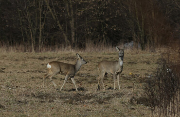deer in the wild, Poland