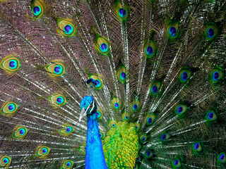Fototapeta na wymiar peacock with feathers, peacock, bird, blue, animal, feathers, nature, feather, peafowl, green, beautiful, beak, head, wildlife, beauty, colorful, color, eye, portrait, tail, plumage, zoo