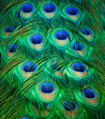Obraz premium peacock feather background, peacock, bird, blue, animal, feathers, nature, feather, green, beautiful, wildlife, beauty, colorful, color, eye, tail, plumage