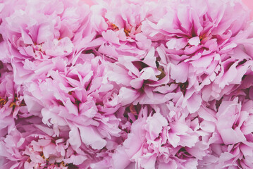Beautiful fresh pink peony flowers in full bloom. Floral spring summer texture for background