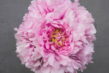 Beautiful fresh pink peony flowers in full bloom on gray background, close up. Bunch of blooming peonies. Copy space.
