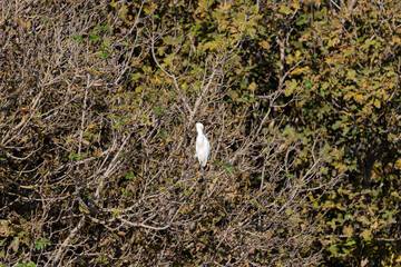 Little Egret on a tree branch in early autumn morning at Agamon Hula, Israel. 