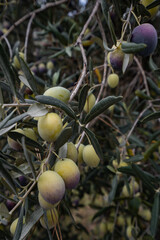 Olive Tree Leaves Closeup in a field in for olive oil production. Mediterranean food. Olive branch with ripe olives and farmland in the background.