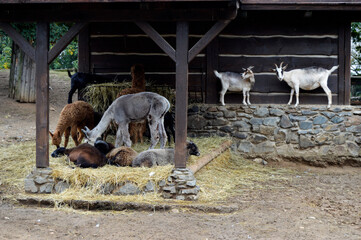 Fototapeta premium goats in the paddock