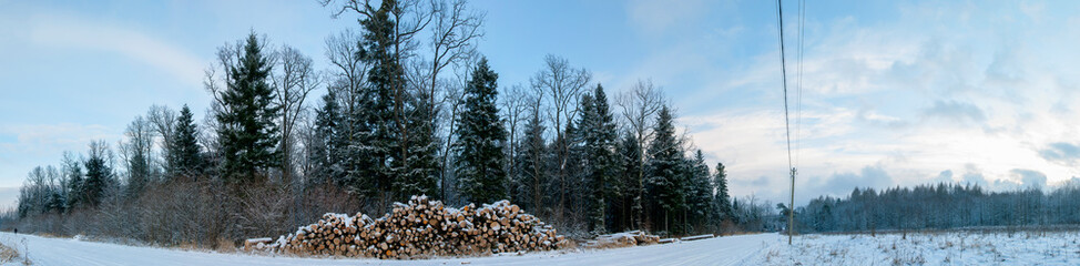 Panorama of freshly cut stacks of logs in the forest in winter