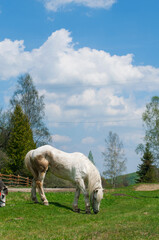 Obraz premium white mare with chestnut foliage in the mountains of a beautiful sunny day