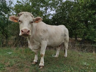 Fototapeta na wymiar Vaca blanca