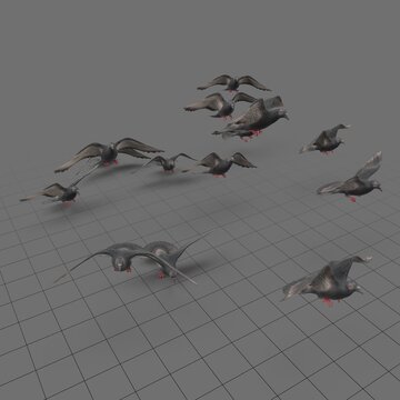 Flock of pigeons in flight 4