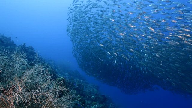 Bait ball, school of fish in turquoise water of coral reef in Caribbean Sea, Curacao with coral and sponge