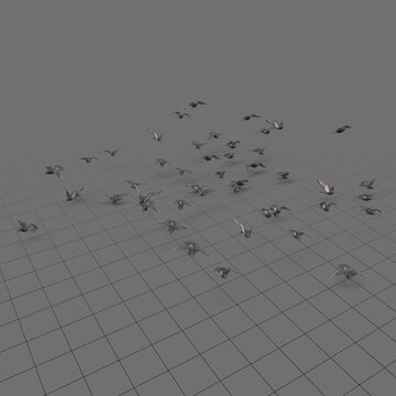 Flock of pigeons in flight 1