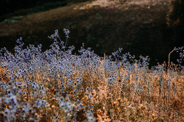 field colorful flowers thorns sunset bright light