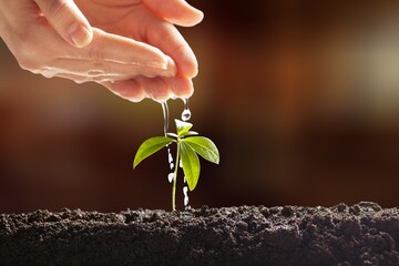 Little green plant grow from the soil