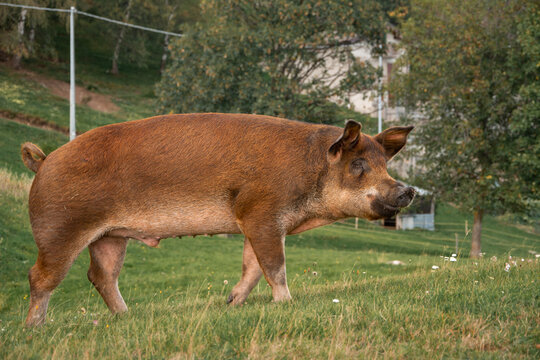 pig on a field of a farm