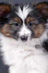 Papillon dog puppy on a black background