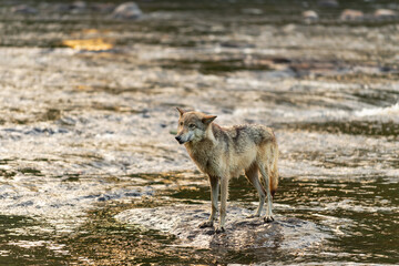 Fototapeta na wymiar Grey Wolf (Canis lupus) Stands on Rock in Morning River Summer