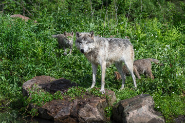 Naklejka na ściany i meble Grey Wolf (Canis lupus) Stands on Rock Looking Out Two Pups Behind Summer