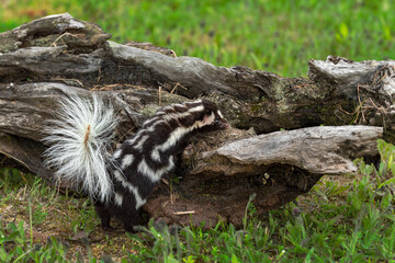 Eastern Spotted Skunk (Spilogale putorius) Investigates Log Summer