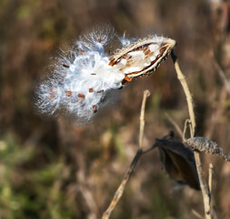 Seeds of a Milkweed