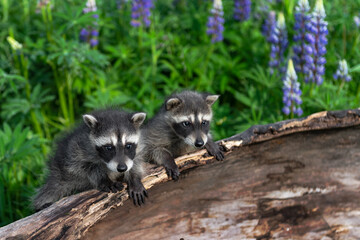 Raccoons (Procyon lotor) Sit Together on Edge of Log Summer