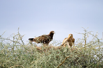 Tawny eagles close up. Serengeti National Park, Tanzania, Africa