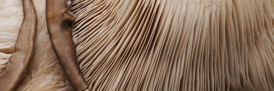 Oyster Mushroom. Food background banner. Fresh mushrooms panoramic hi-res macro shot.