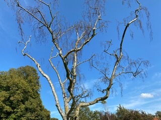 Stark naked tree, set against a vivid blue sky in, Farnham, Harrogate, UK