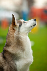 Profile portrait of husky mix dog with chin up. Pointy ears, elegant profile
