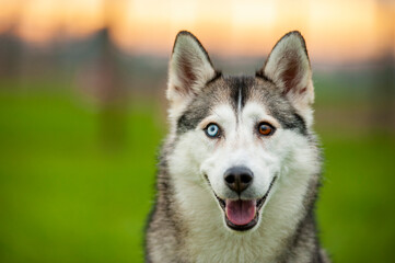 Portrait of husky mix dog with eyes of different color. Dog with heterochromia