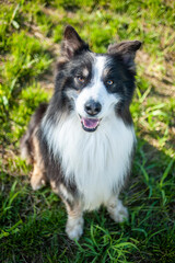 happy black tricolor australian shepherd dog is posing for the camera