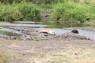 Antelope stuck in mud at Serengeti National Park, Tanzania, Africa