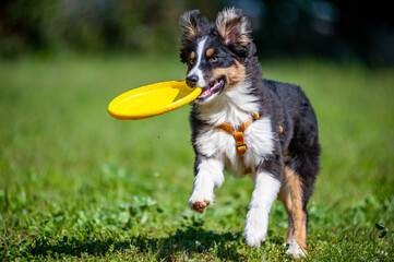 Black tricolour australian shepherd dog plyaing Disc Dog.  Puppy young dog with yellow frisbee